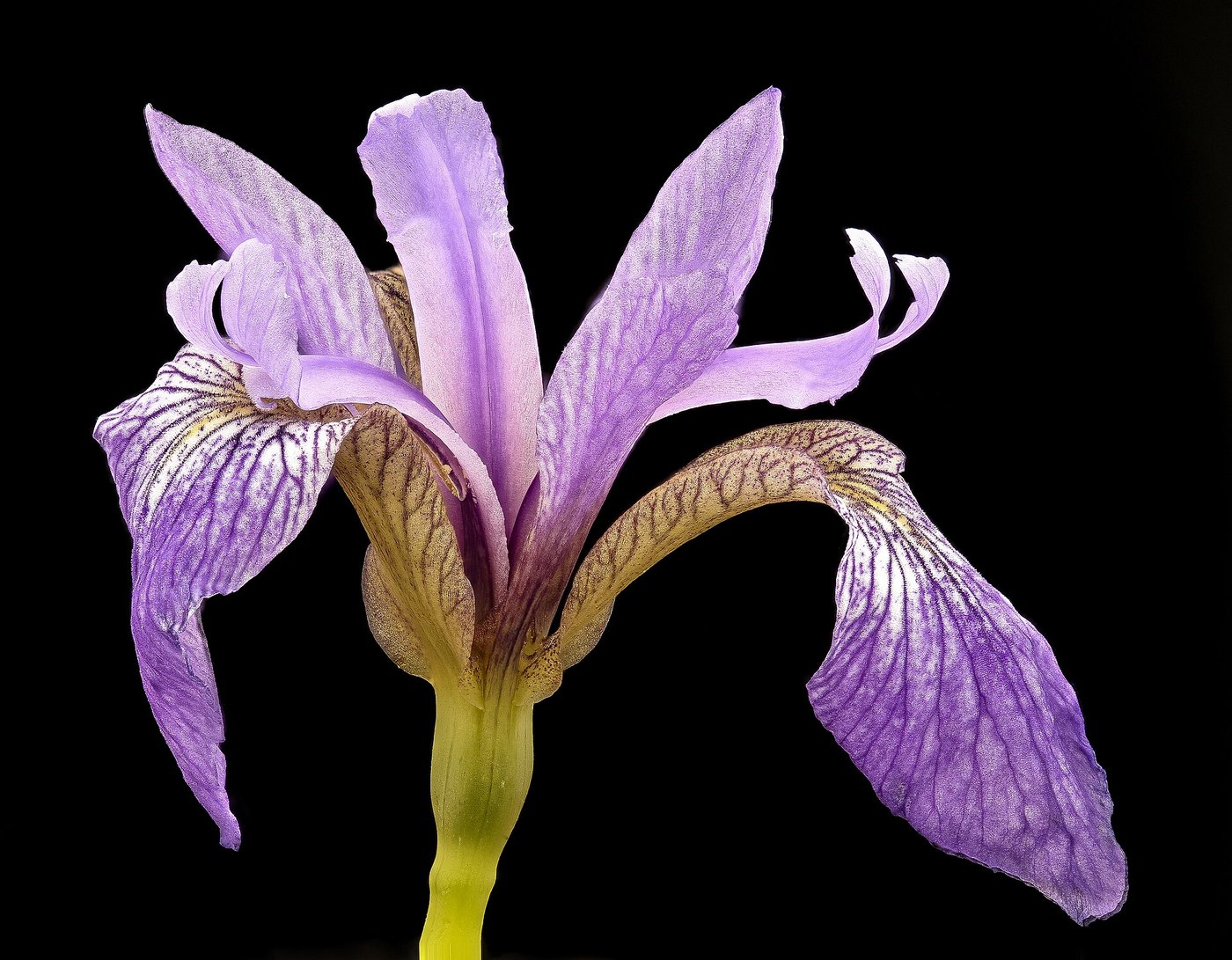 Blue flag iris opened against black
