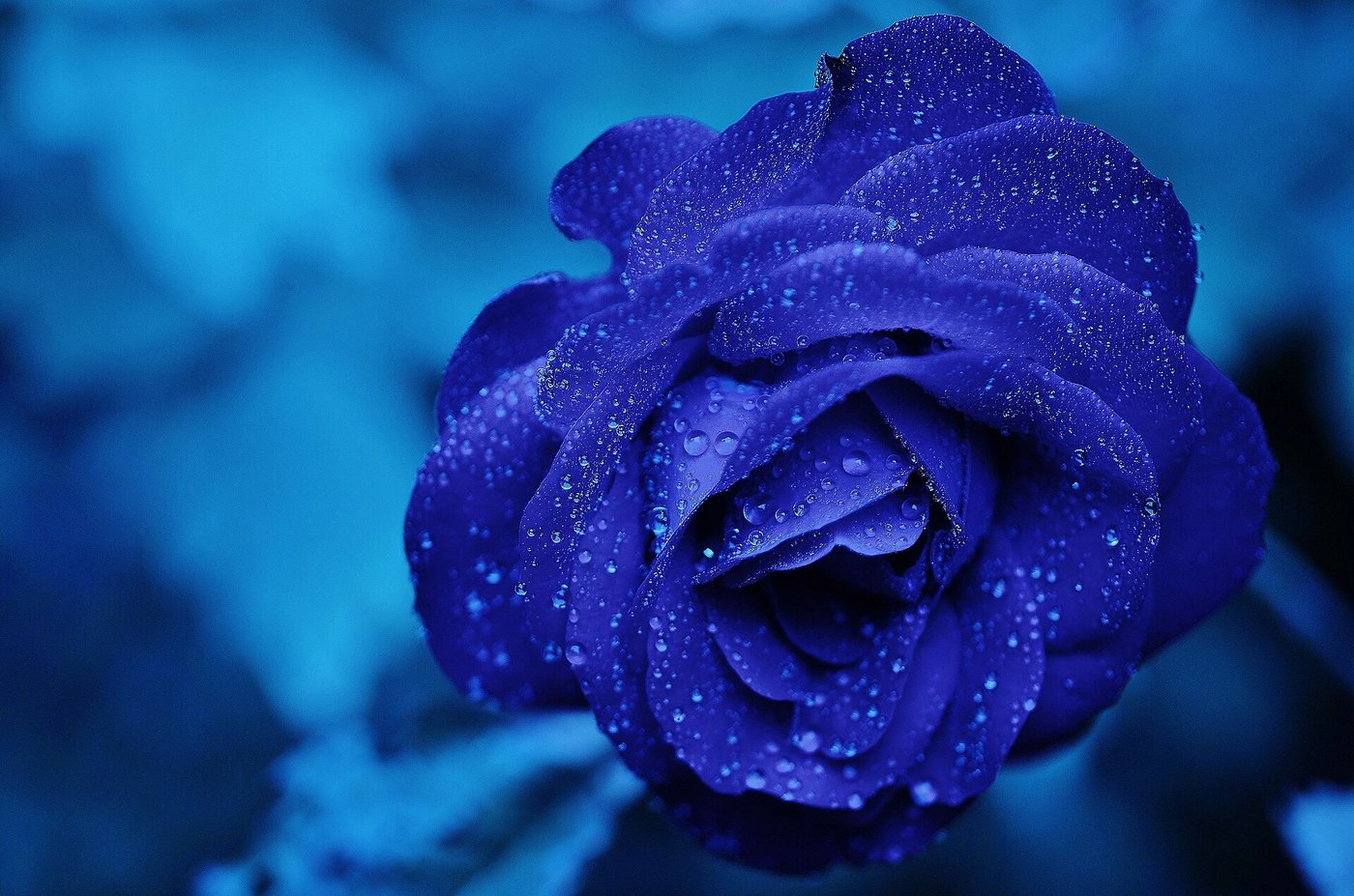 Deep blue rose after rain