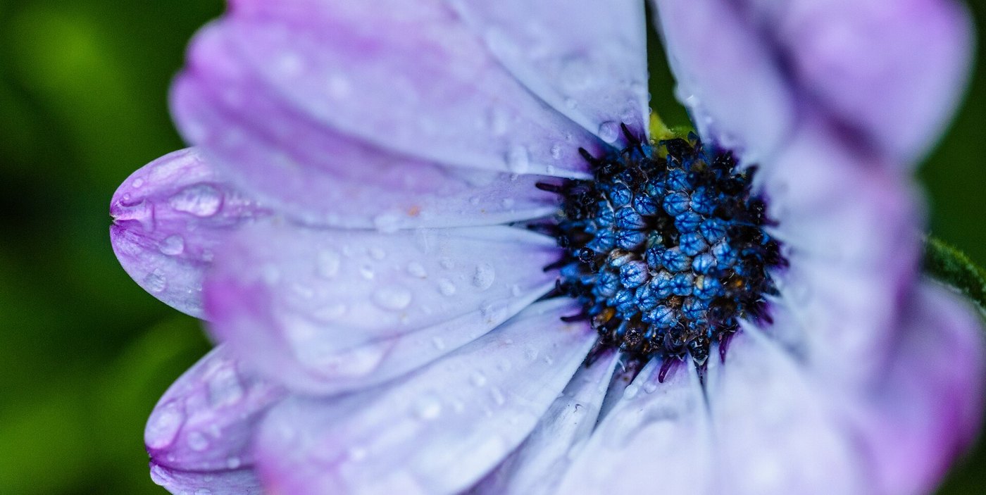 Pale petals around a blue center