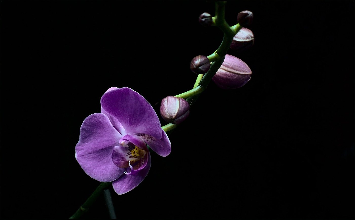Single orchid stem in low light
