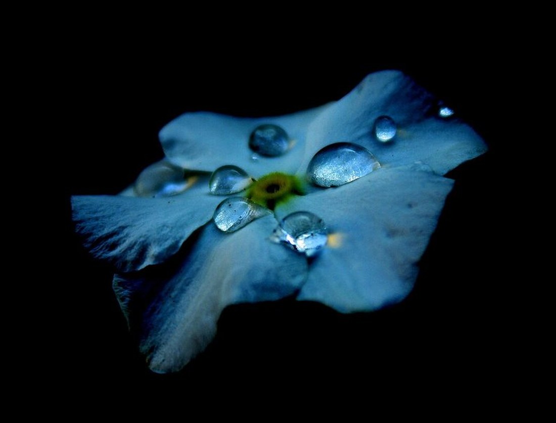 Small blue bloom holding water