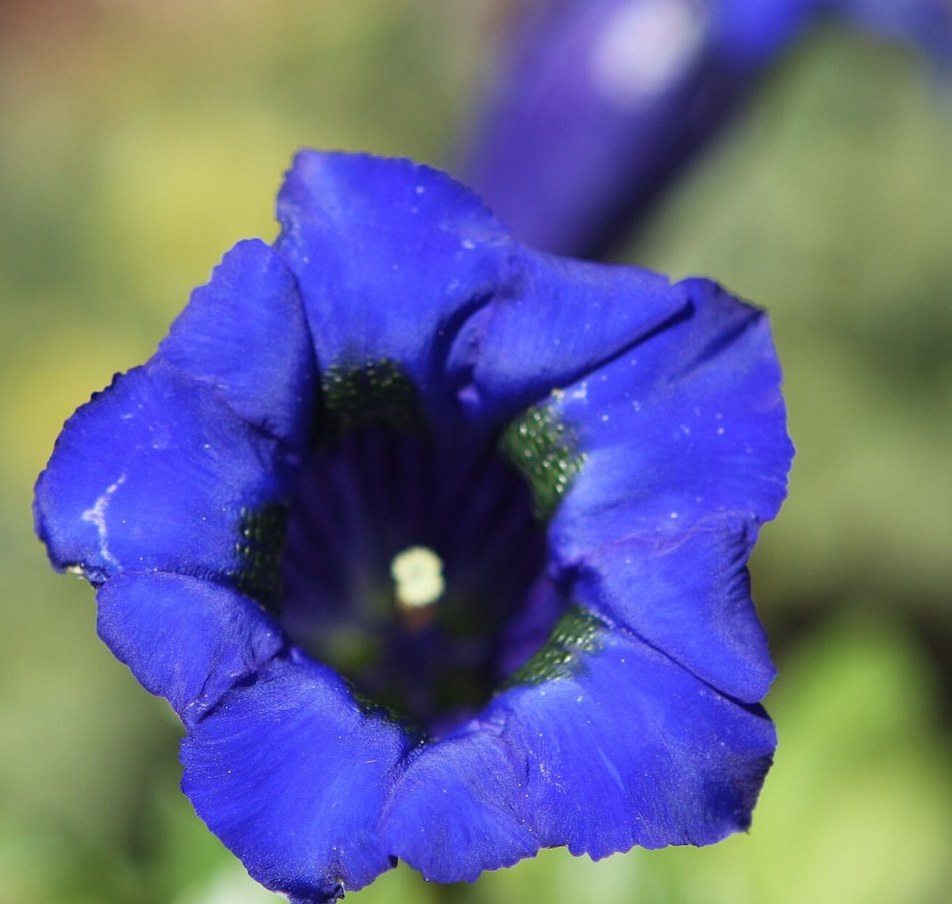 Blue gentian in soft daylight