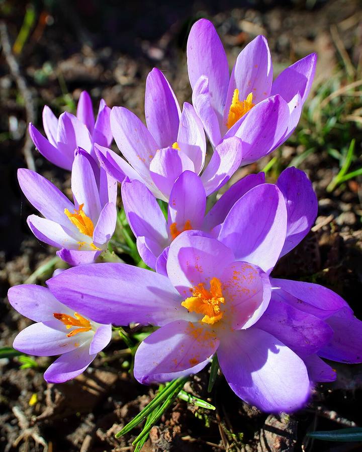 CROCUS VERNUS Krokusse Crocuses Beckenhofpark 03