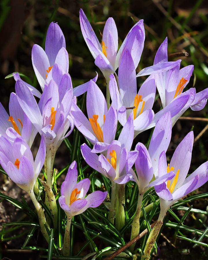CROCUS VERNUS Krokusse Crocuses Beckenhofpark 05