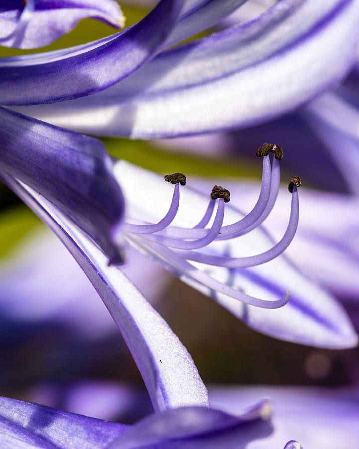 Agapanthus