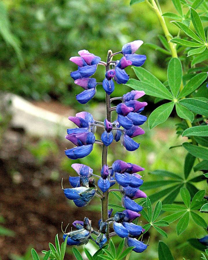 Alaska Lupine Lupinus nootkatensis