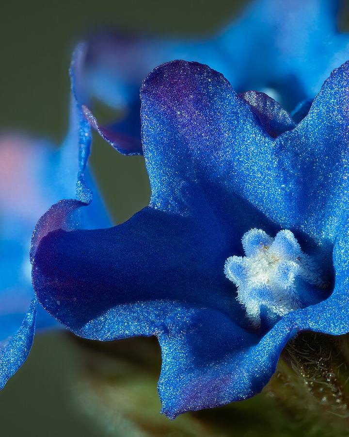 Anchusa officinalis