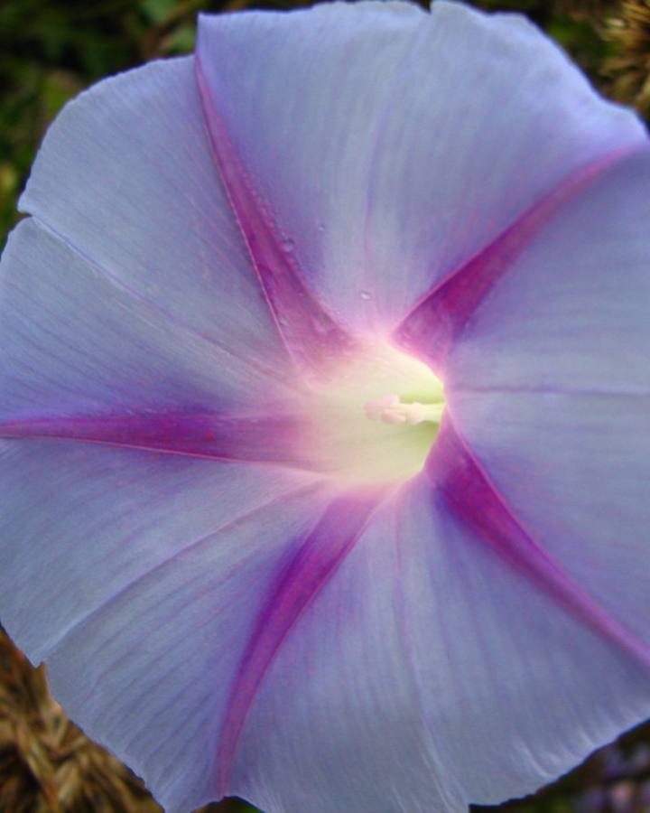 Backlit Blue Morning Glory With Purple And Raindrops