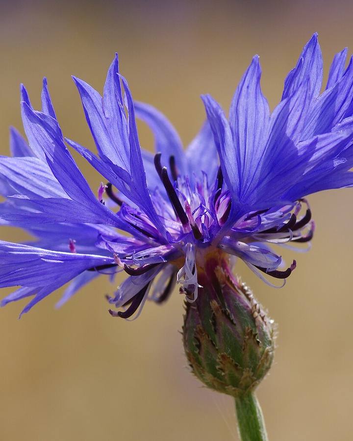 Bayreuth Centaurea cyanus 06