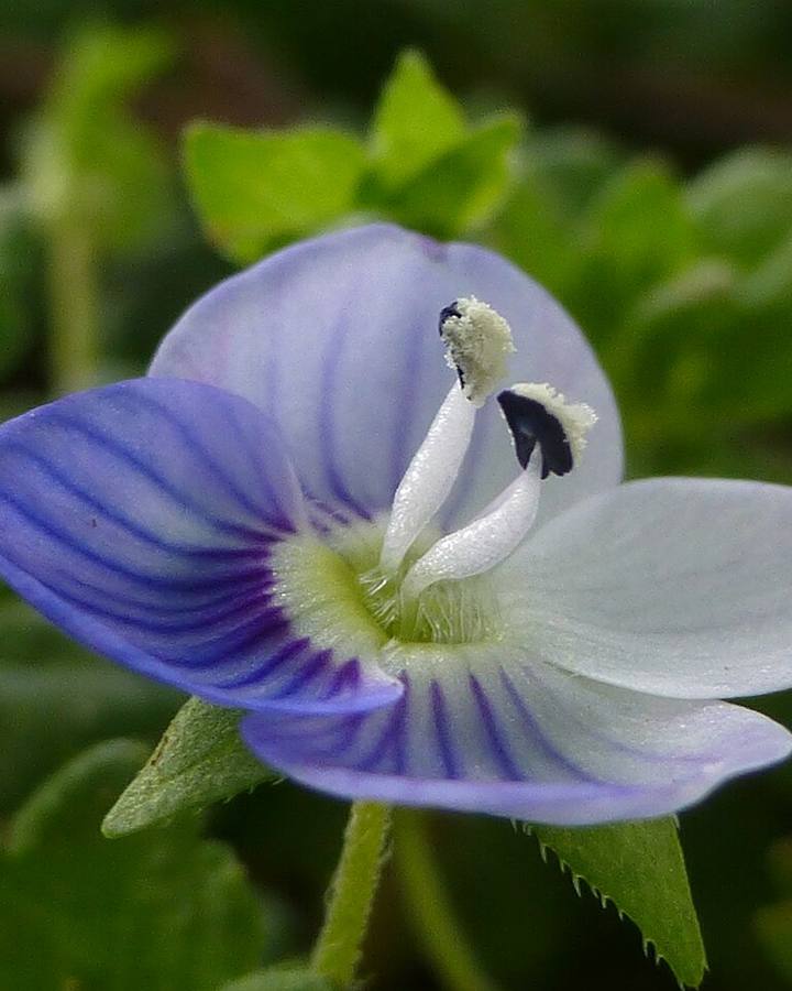 Birds eye Germander Speedwell Veronica chamaedrys
