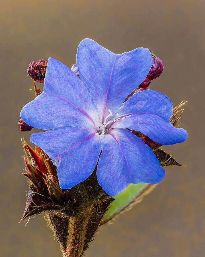 Bloem van een Plumbago auriculata 04 10